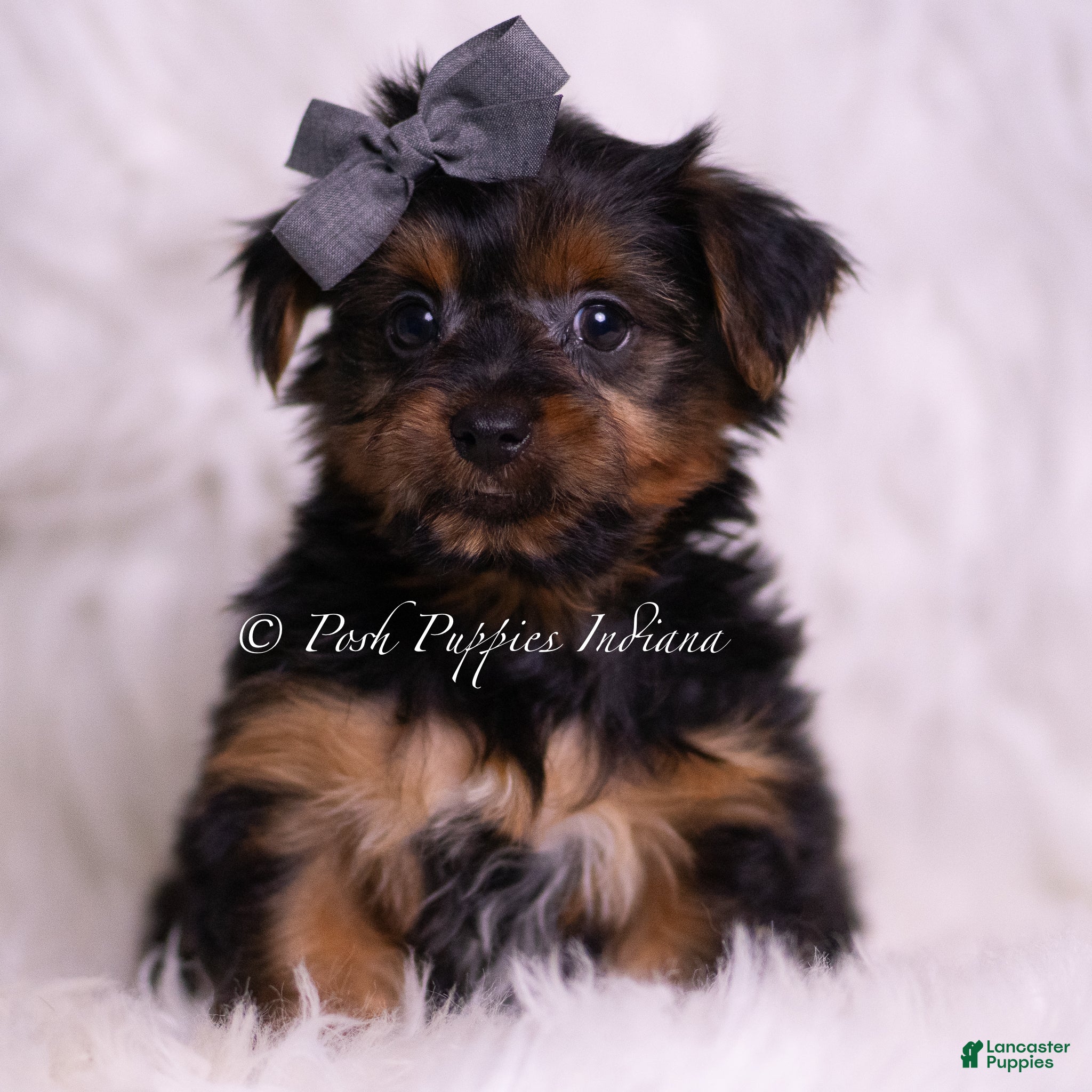 Yorkshire Terrier dogs Meeko - Ad 32