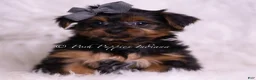 Yorkshire Terrier dogs for sale: Meeko - Ad 1