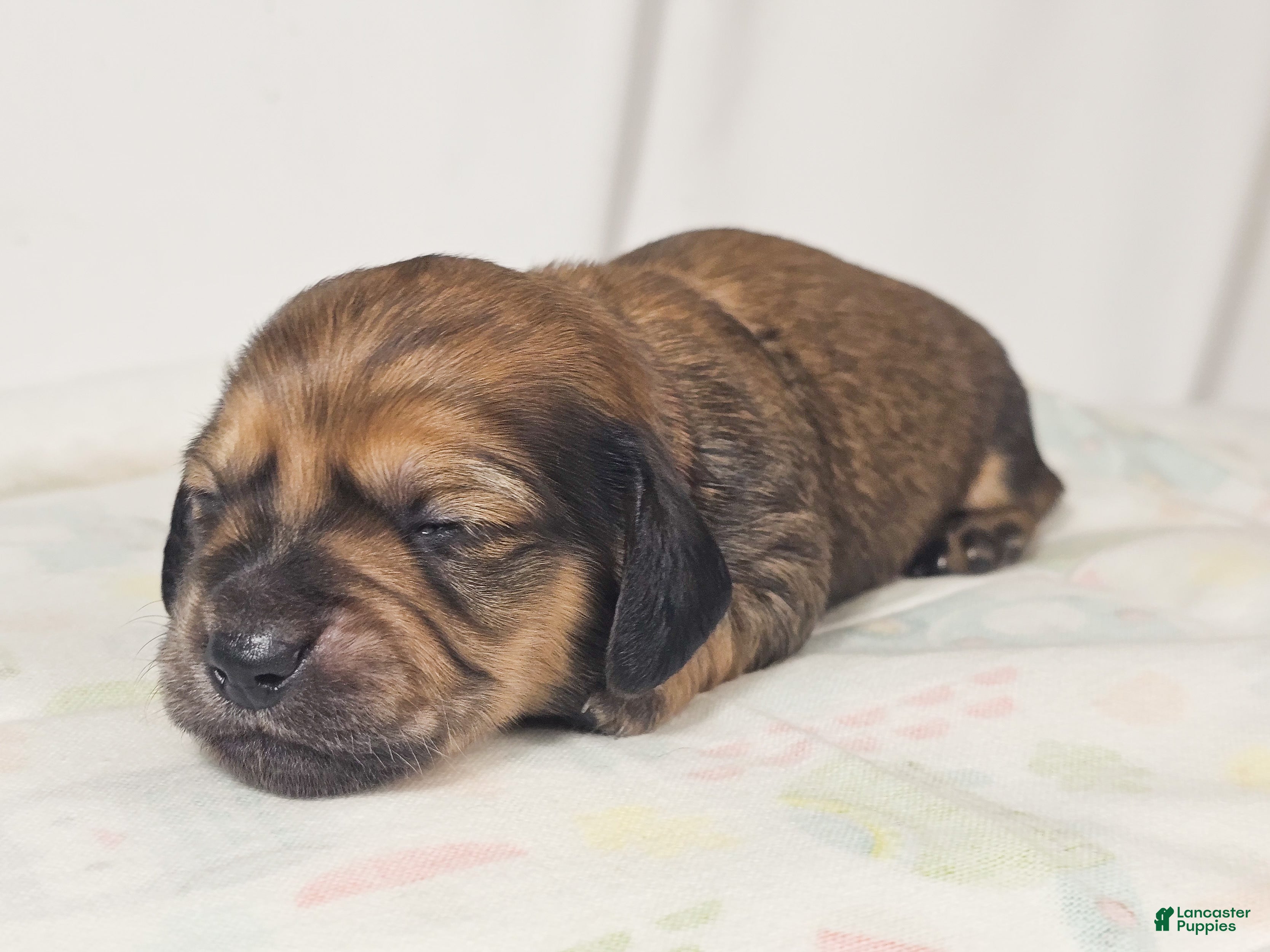 Miniature Dachshund dogs Patty - Ad 6