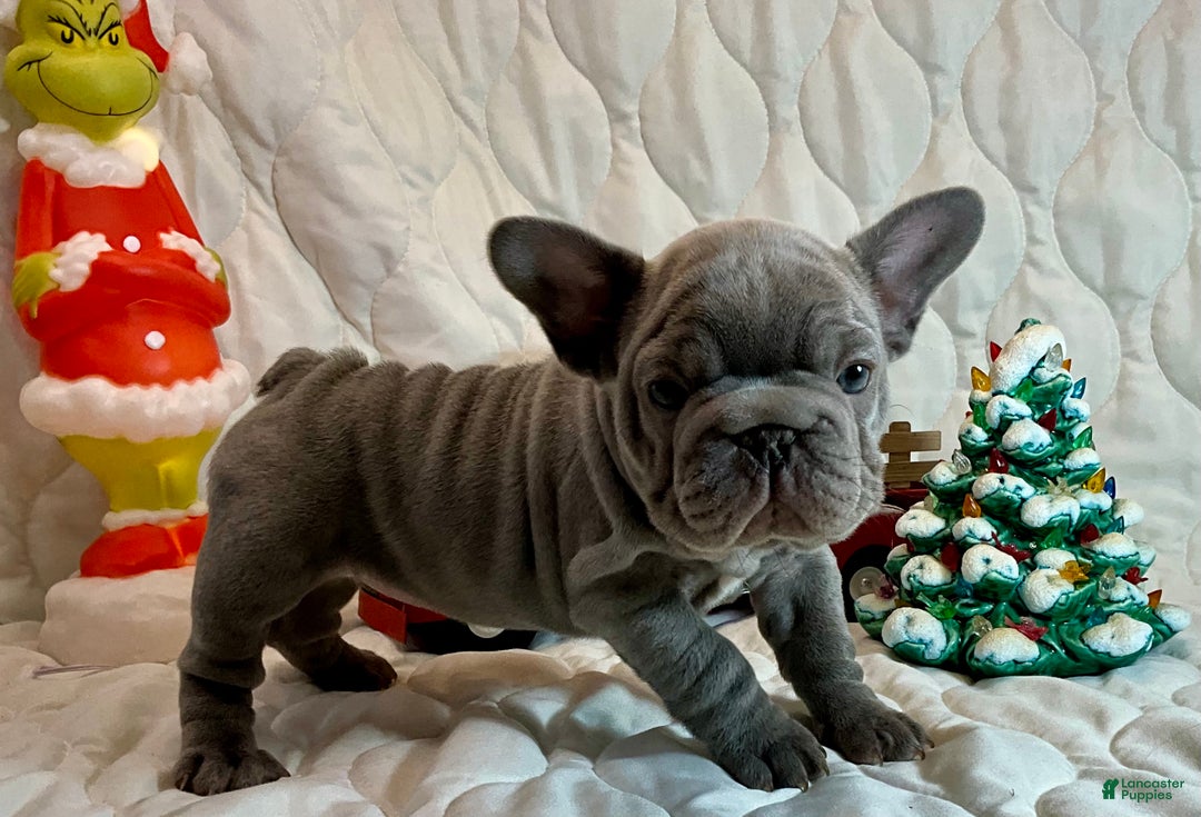 French Bulldog dogs for sale: River  - Ad 3