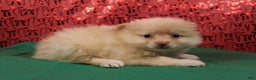 Pomeranian dogs for sale: Toby - Ad 3