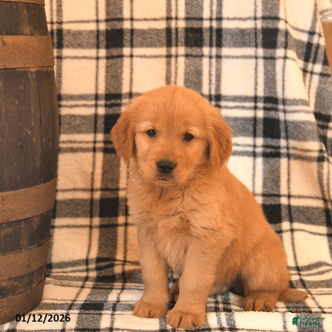 Golden Retriever dogs for sale: Viking  - Ad 3