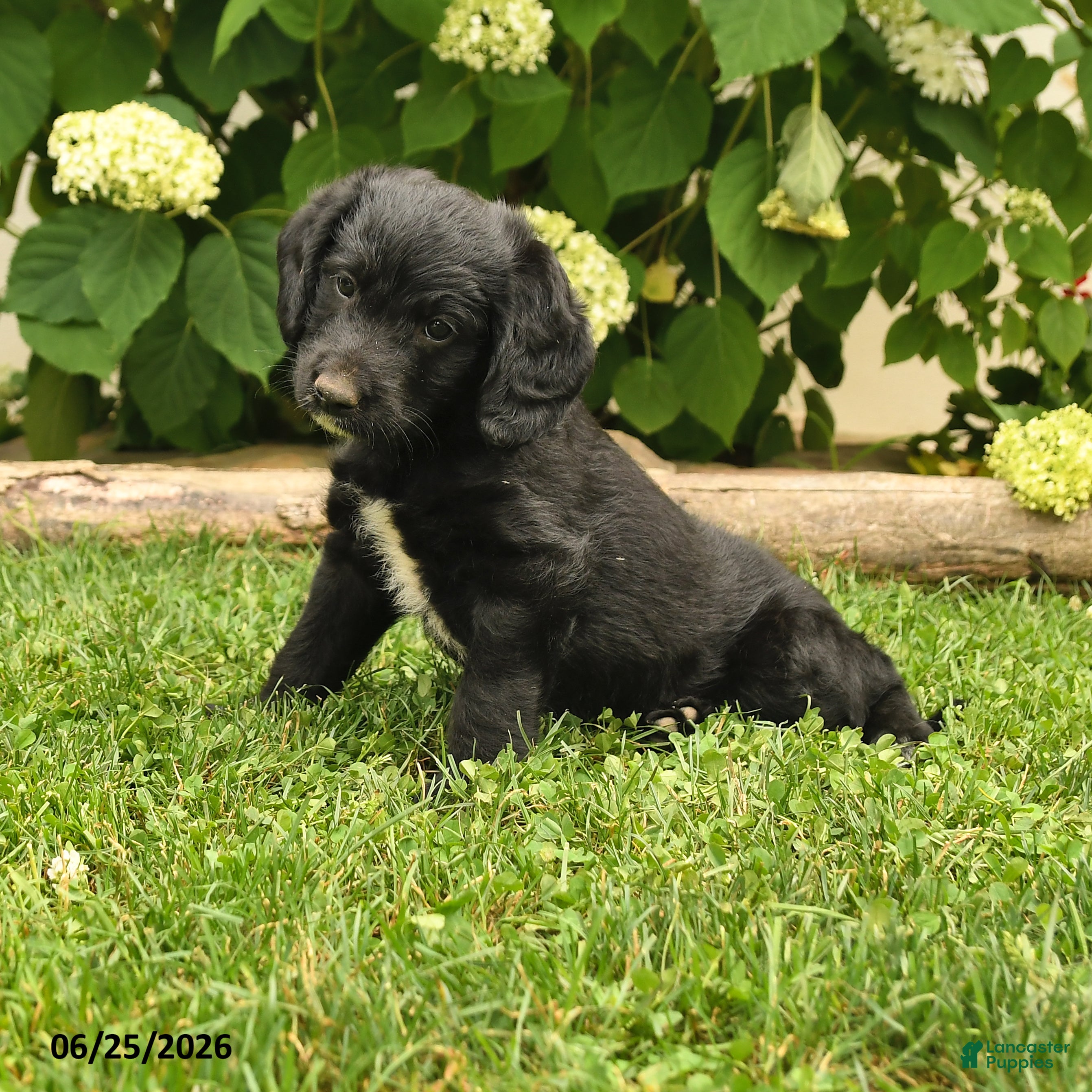 Labradoodle dogs Dallas - Ad 1