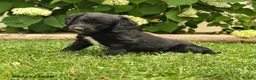 Labradoodle dogs for sale: Dallas - Ad 1