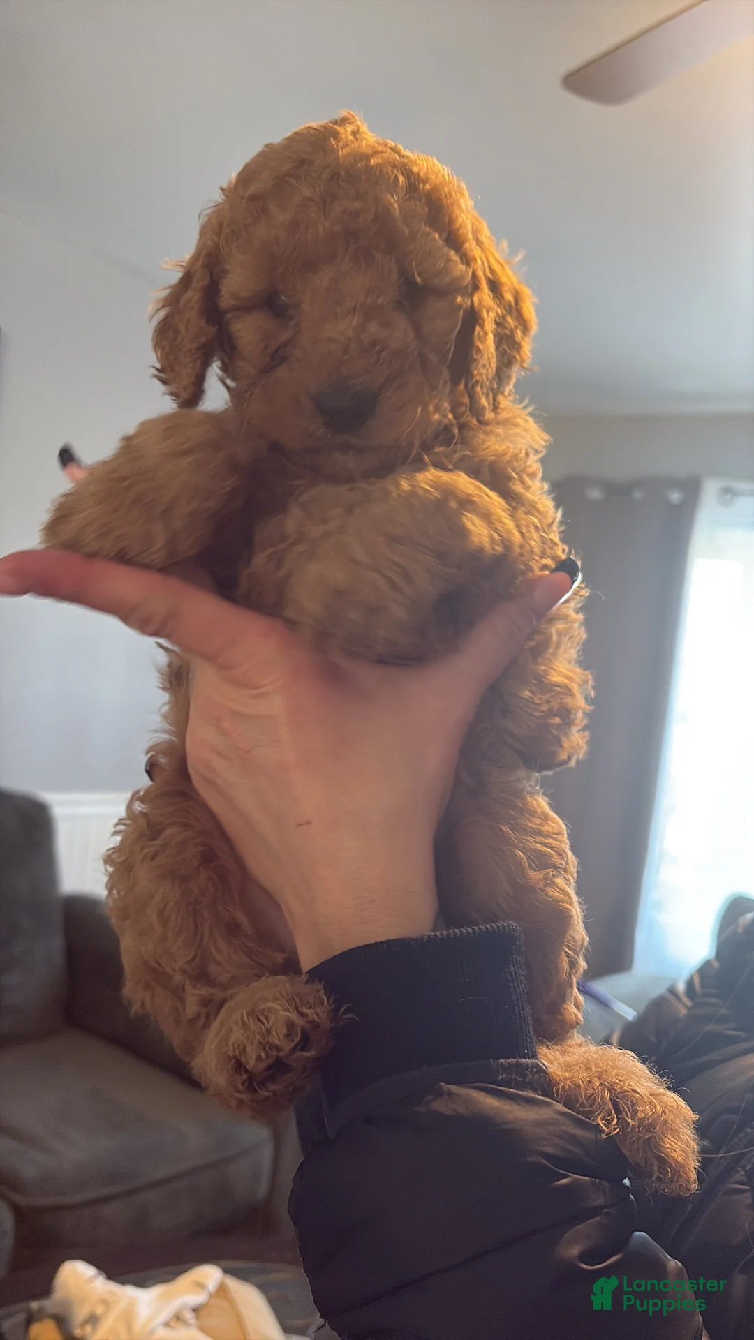 Mini Goldendoodle dogs for sale: Mini Goldendoodle Puppy 3 - Ad 1