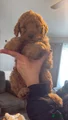 Mini Goldendoodle Puppy 3