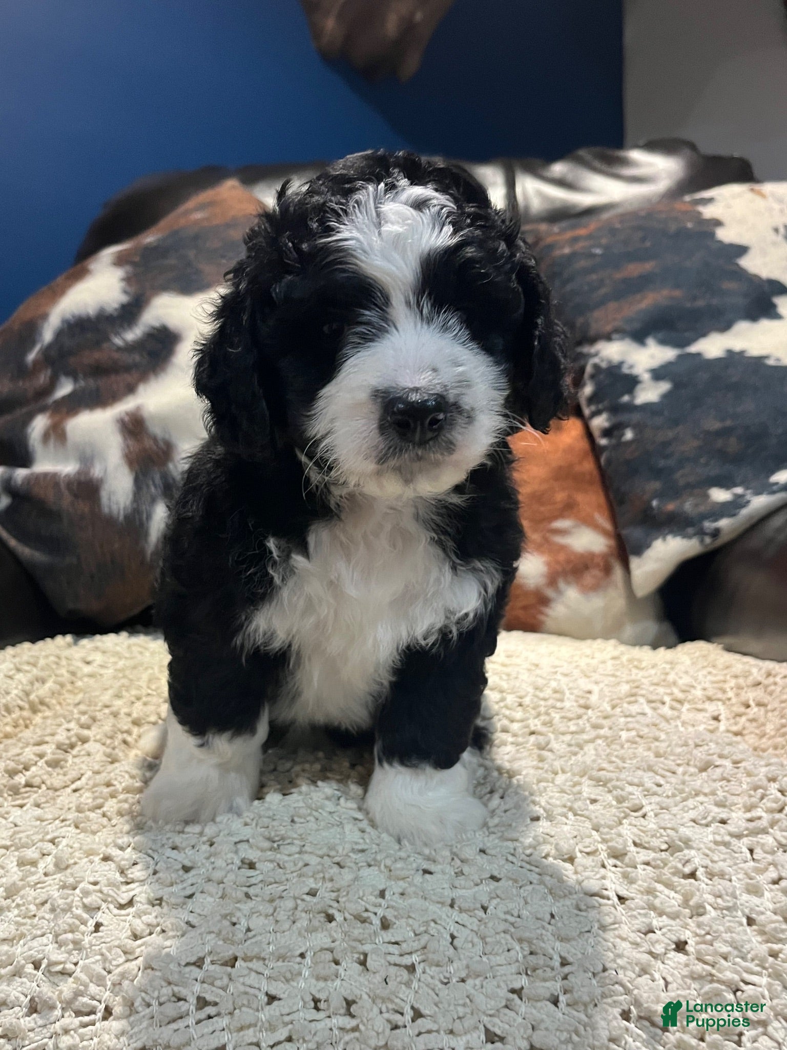 Mini Bernedoodle dogs for sale: Mini Bernedoodle 3 - Ad 2