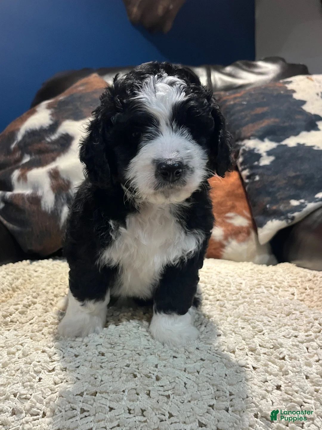 Mini Bernedoodle dogs for sale: Mini Bernedoodle 3 - Ad 1