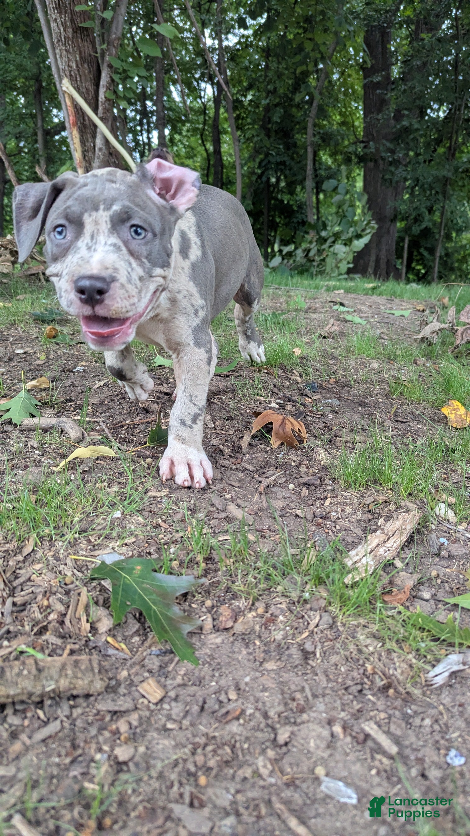 American Bully dogs Iris - Ad 1