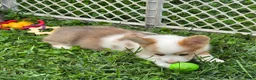 Welsh Corgi Pembroke dogs for sale: Beautiful Bentley  - Ad 17
