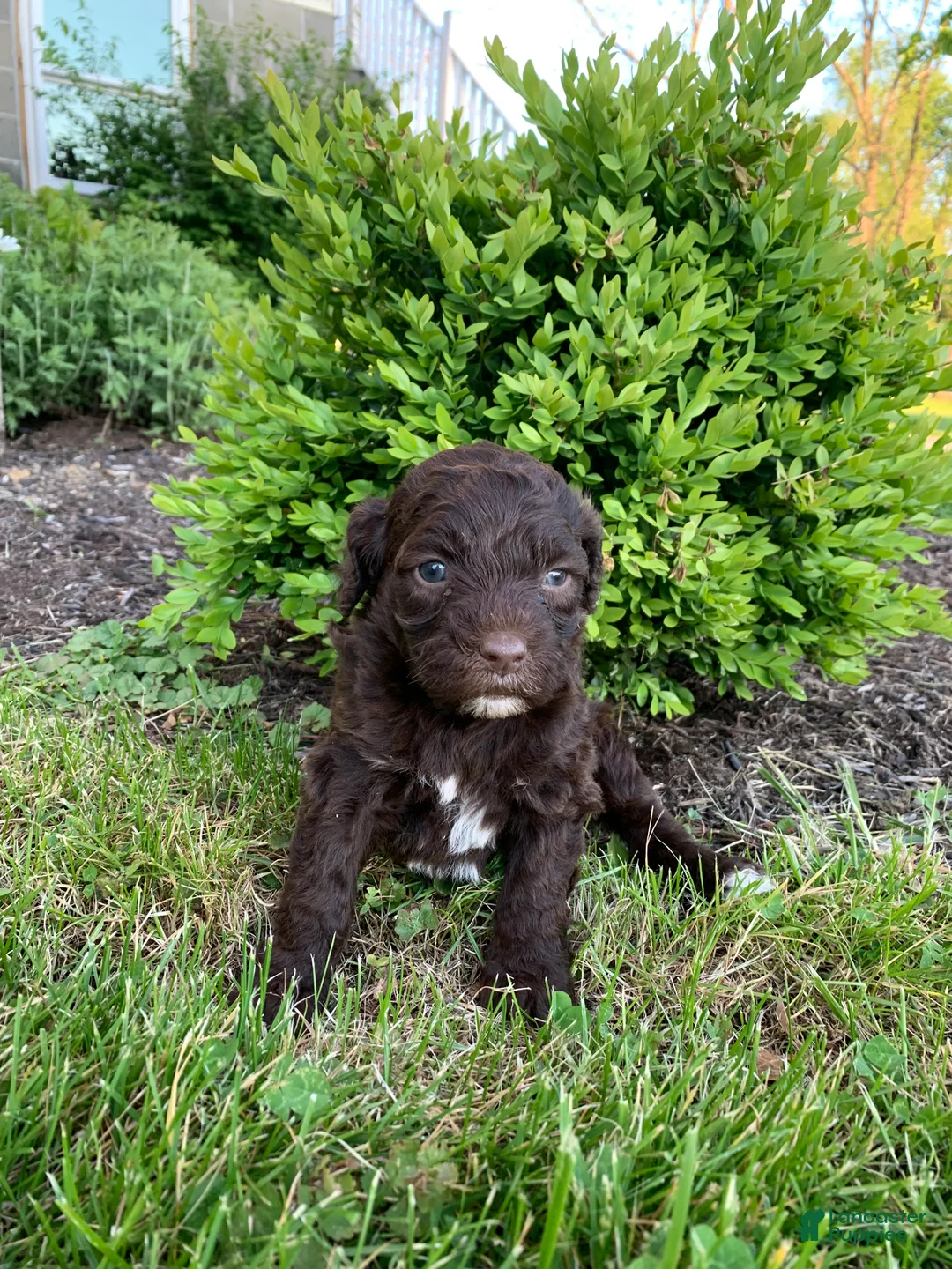Portuguese Water Dog dogs for sale: Luna - Ad 14