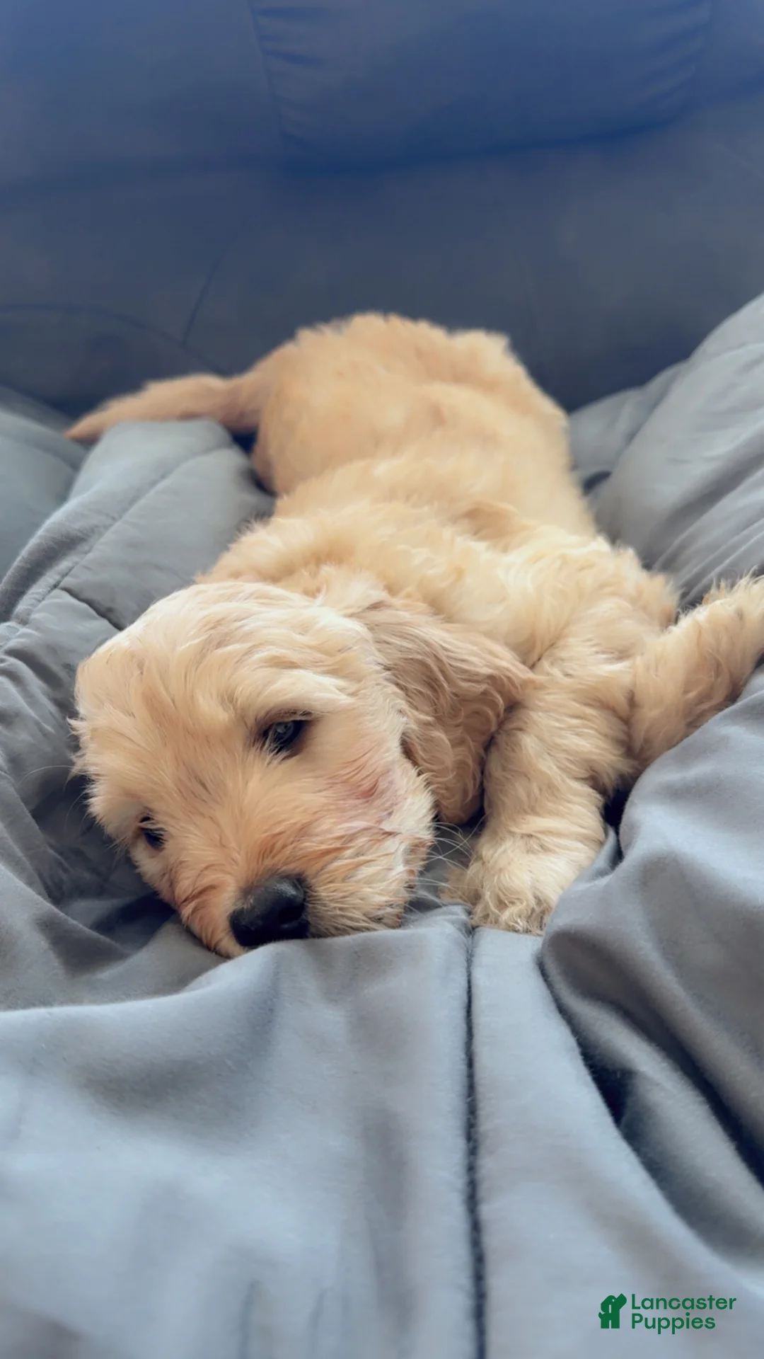 Goldendoodle dogs for sale: Goldendoodle Baby Boy Green - Ad 1
