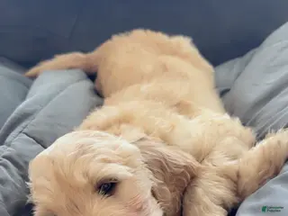 Goldendoodle dogs Goldendoodle Baby Boy Green - Ad 10