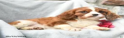 Cavalier King Charles Spaniel dogs for sale: Harmony - Ad 5
