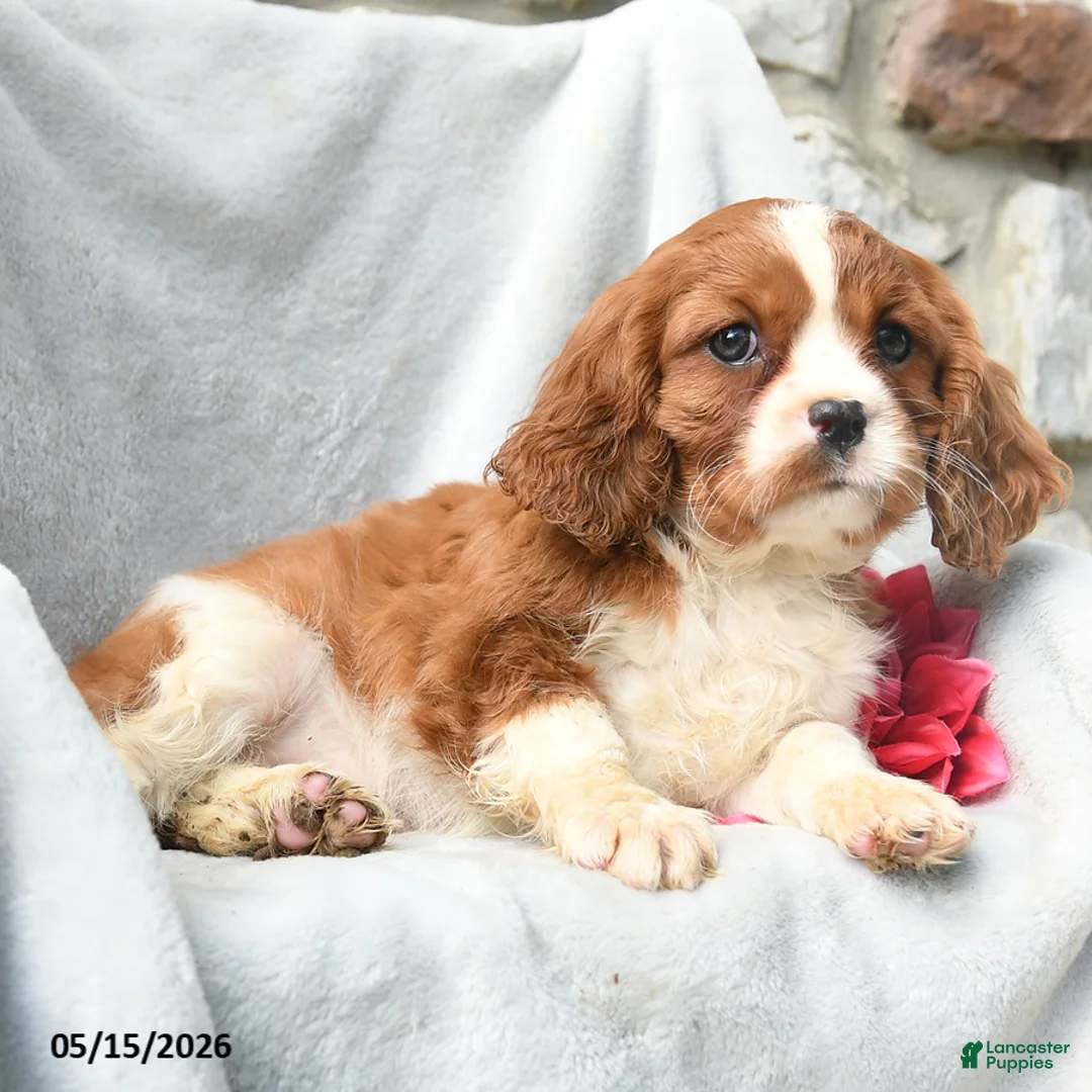 Cavalier King Charles Spaniel dogs for sale: Harmony - Ad 5