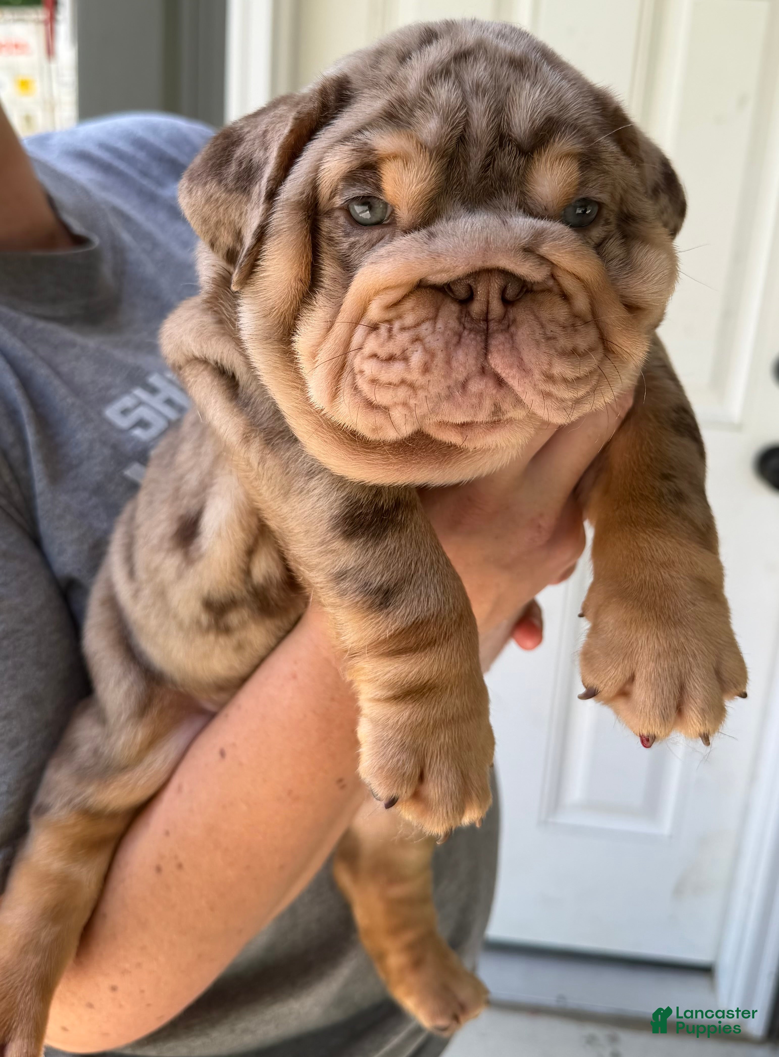 English Bulldog dogs Twix - Ad 1