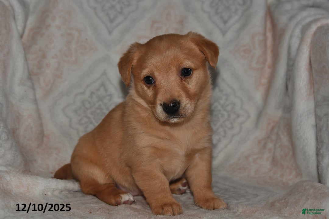 Mixed Breed dogs for sale: Ruby - Ad 1