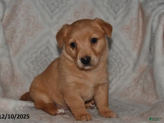 Mixed Breed dogs Ruby - Ad 26