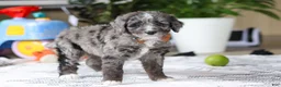 Bernedoodle dogs for sale: Whyatt - Ad 4