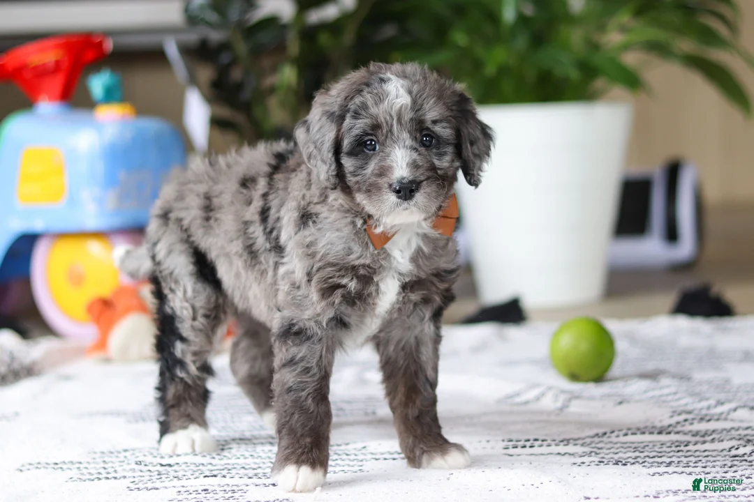 Bernedoodle dogs for sale: Whyatt - Ad 4