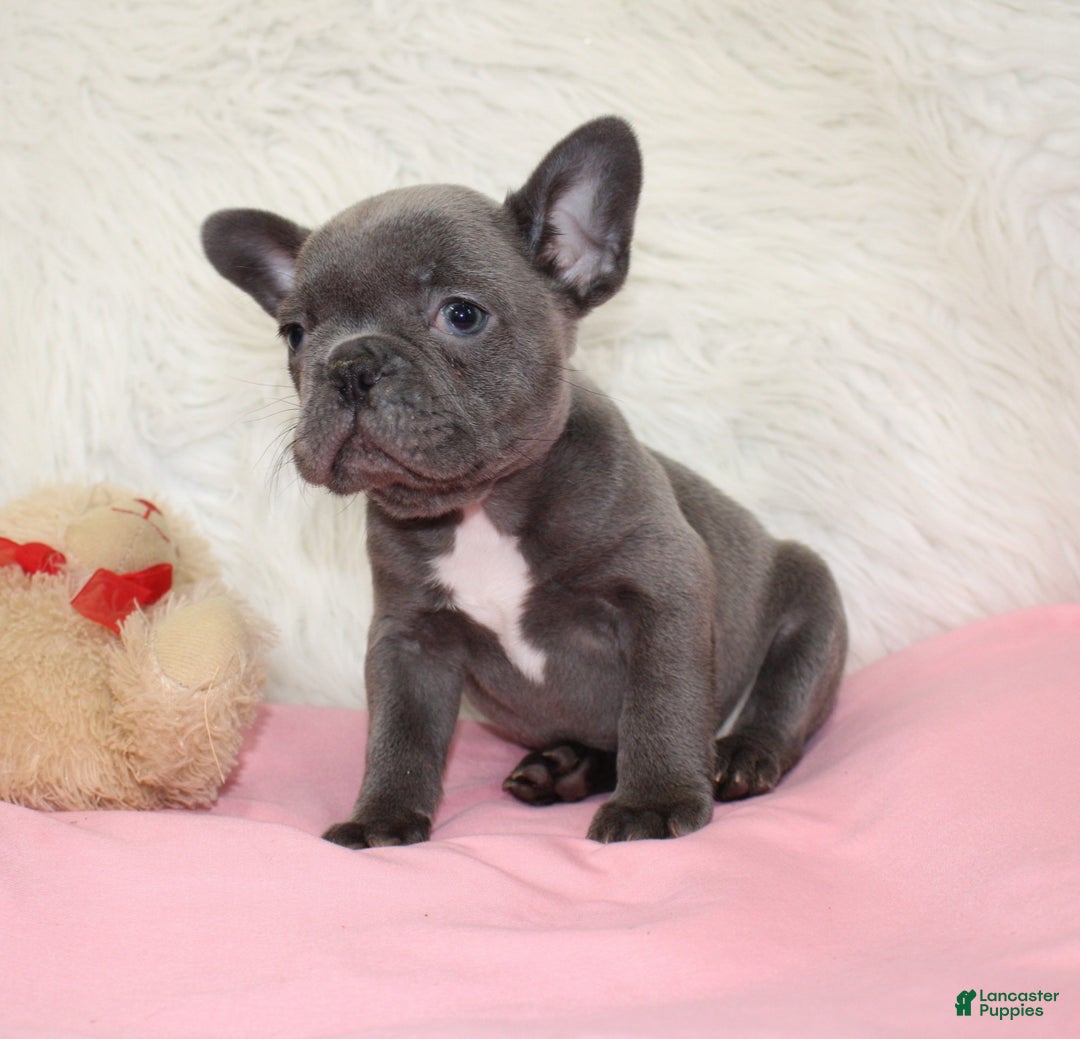 Mixed Breed dogs for sale: Ollie - Ad 6