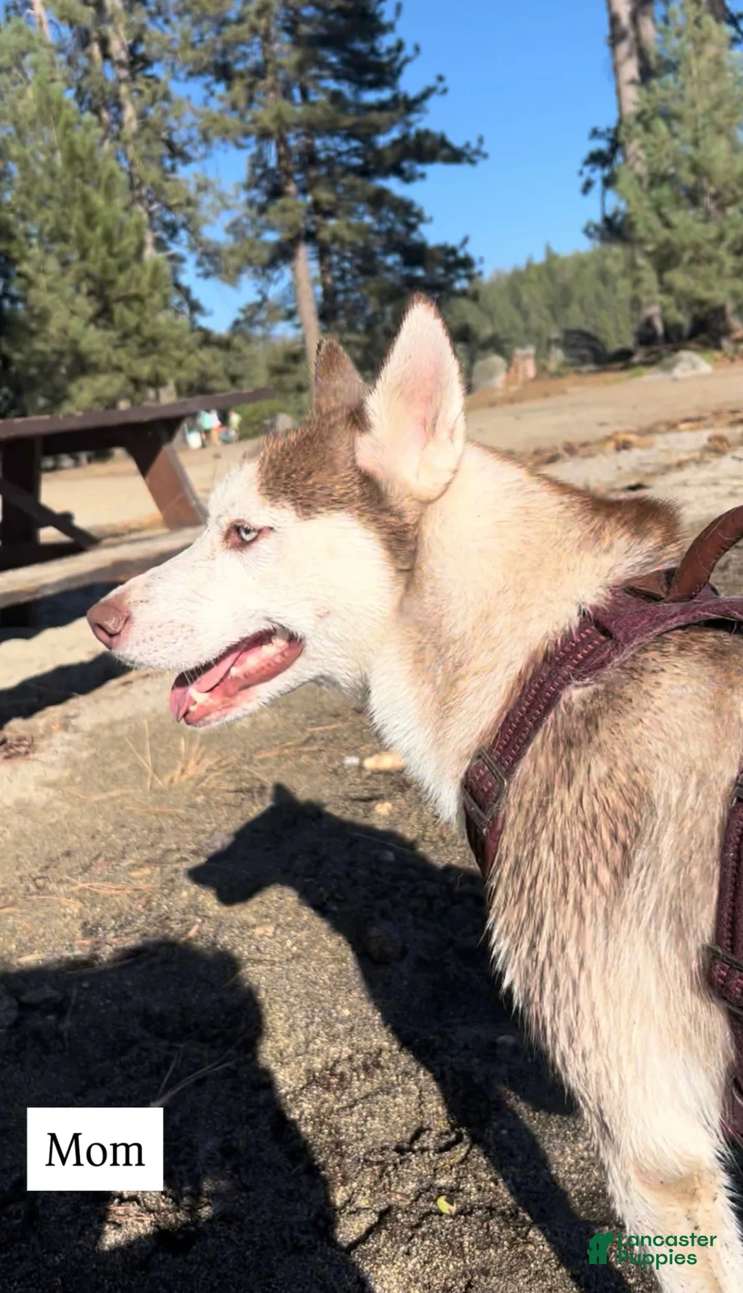 Siberian Husky dogs for sale: Siberian Husky Puppy 2 - Ad 2