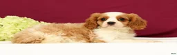 Cavalier King Charles Spaniel dogs for sale: Teddy - Ad 2