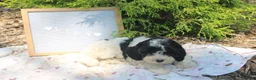 Cavapoo dogs for sale: Daffodil - Ad 3