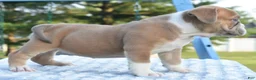 Mixed Breed dogs for sale: Luna bully hybrid  - Ad 17