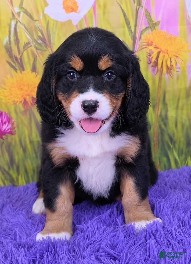 Miniature Bernese Mountain Dog dogs Savannah - Ad 7
