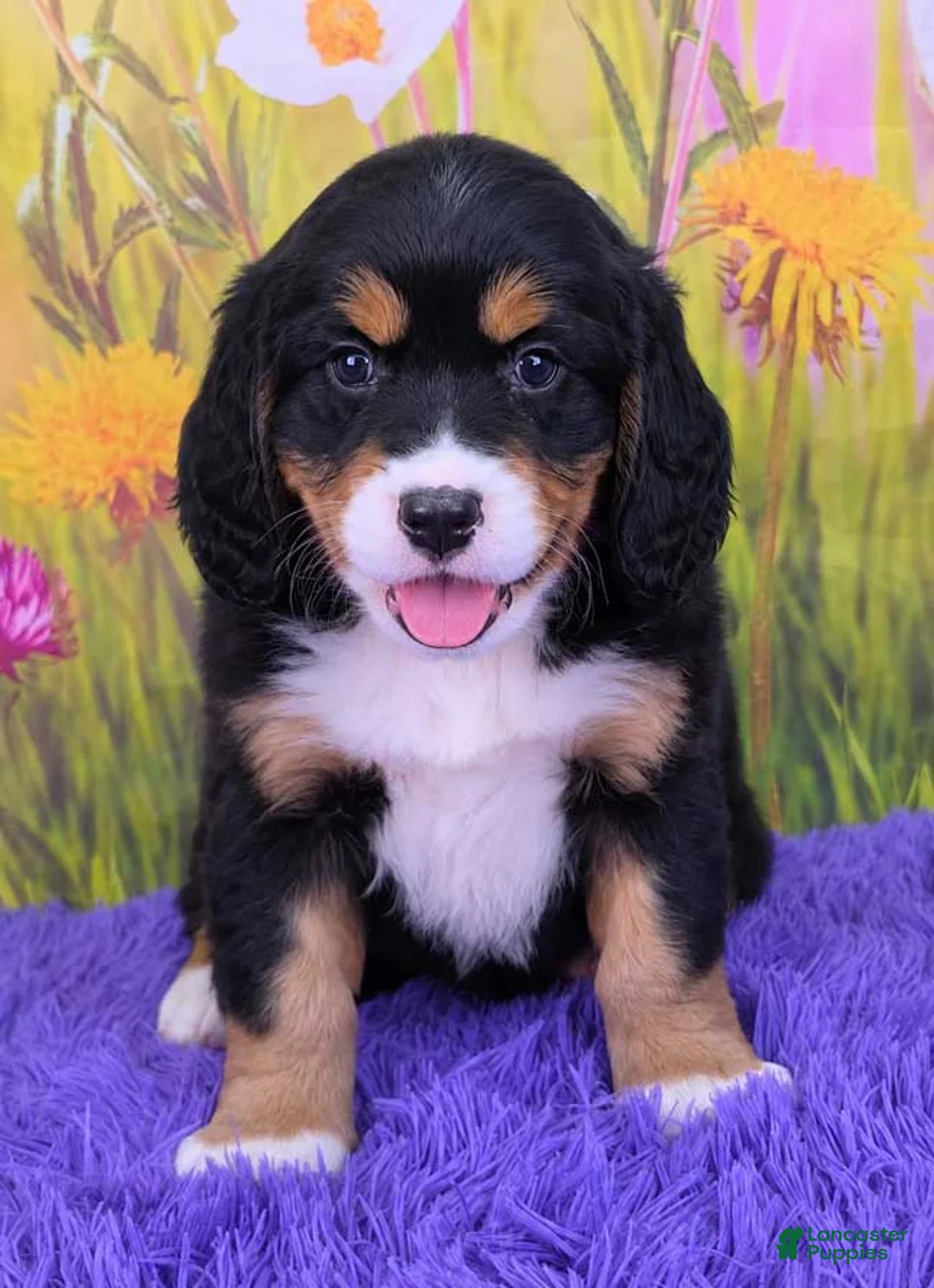 Miniature Bernese Mountain Dog dogs for sale: Savannah - Ad 1