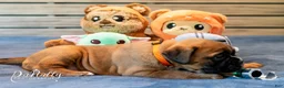 Boxer dogs for sale: Boxer Puppy 3 - Ad 4