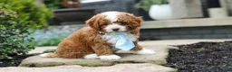 Cavapoo dogs for sale: Frankie - Ad 2