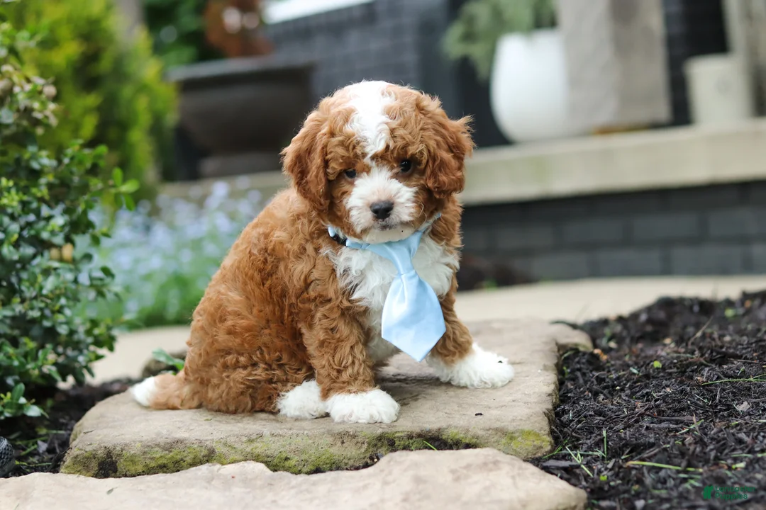 Cavapoo dogs for sale: Frankie - Ad 2