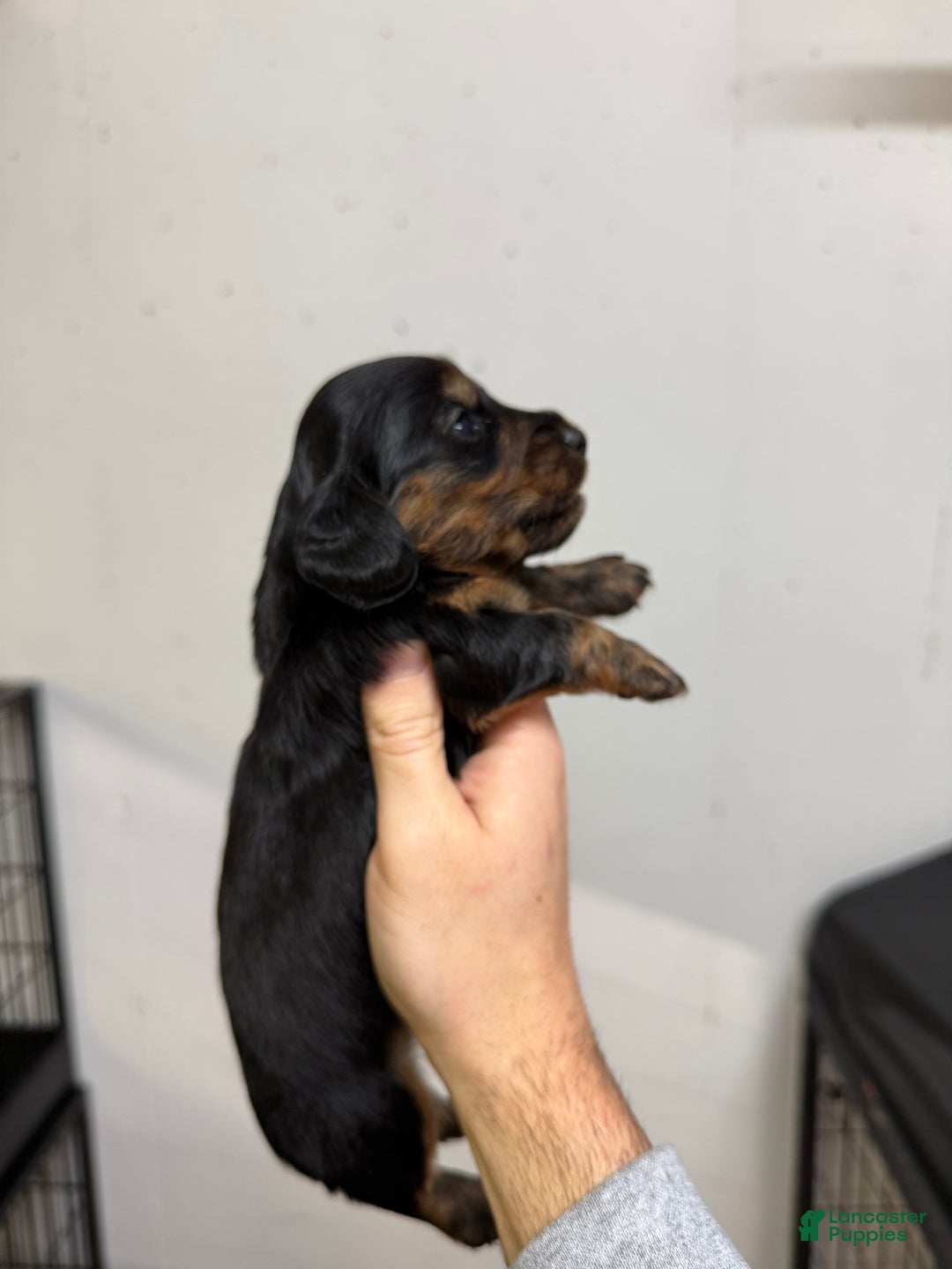 Miniature Dachshund dogs for sale: Casey  - Ad 3