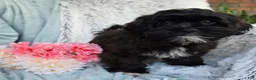 Shihpoo dogs for sale: Dawn - Ad 5