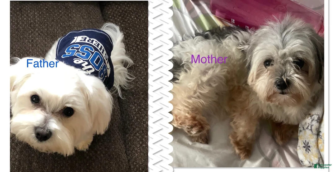 Maltipoo dogs for sale: Maltipoo Puppy 2 - Ad 6