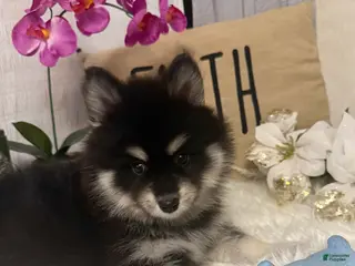 Mixed Breed dogs Mini - Ad 26
