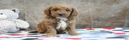 Mini Goldendoodle dogs for sale: Zeke - Ad 4