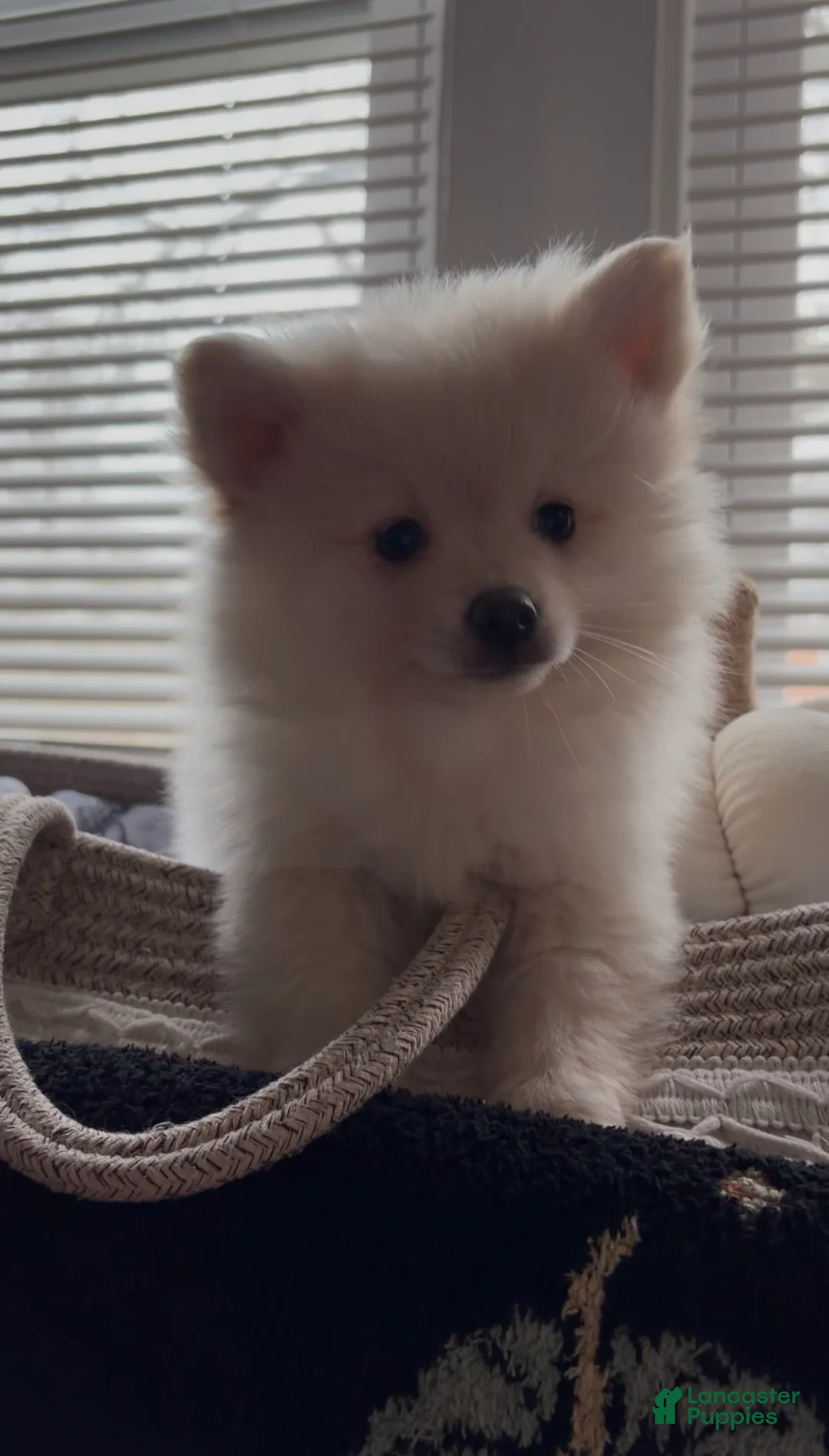 Pomeranian dogs for sale: Suede  - Ad 2
