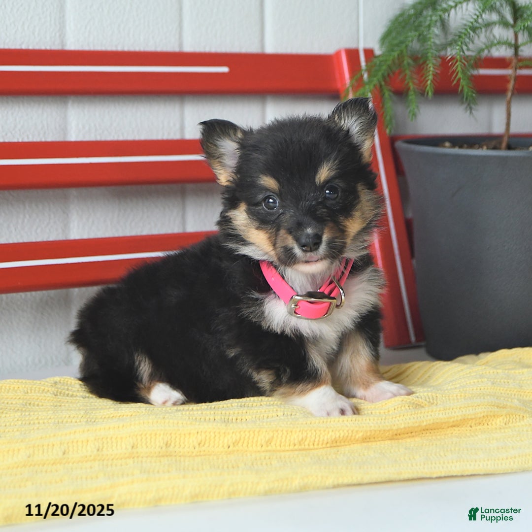 Welsh Corgi Pembroke dogs for sale: Fluffy Tootsie Roll - Ad 5