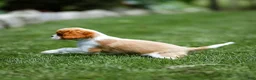 Cavalier King Charles Spaniel dogs for sale: Arlan Cavalier King Charles Spaniel Puppy  - Ad 18