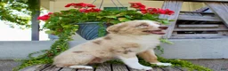 Australian Shepherd dogs for sale: Tootsie - Ad 7