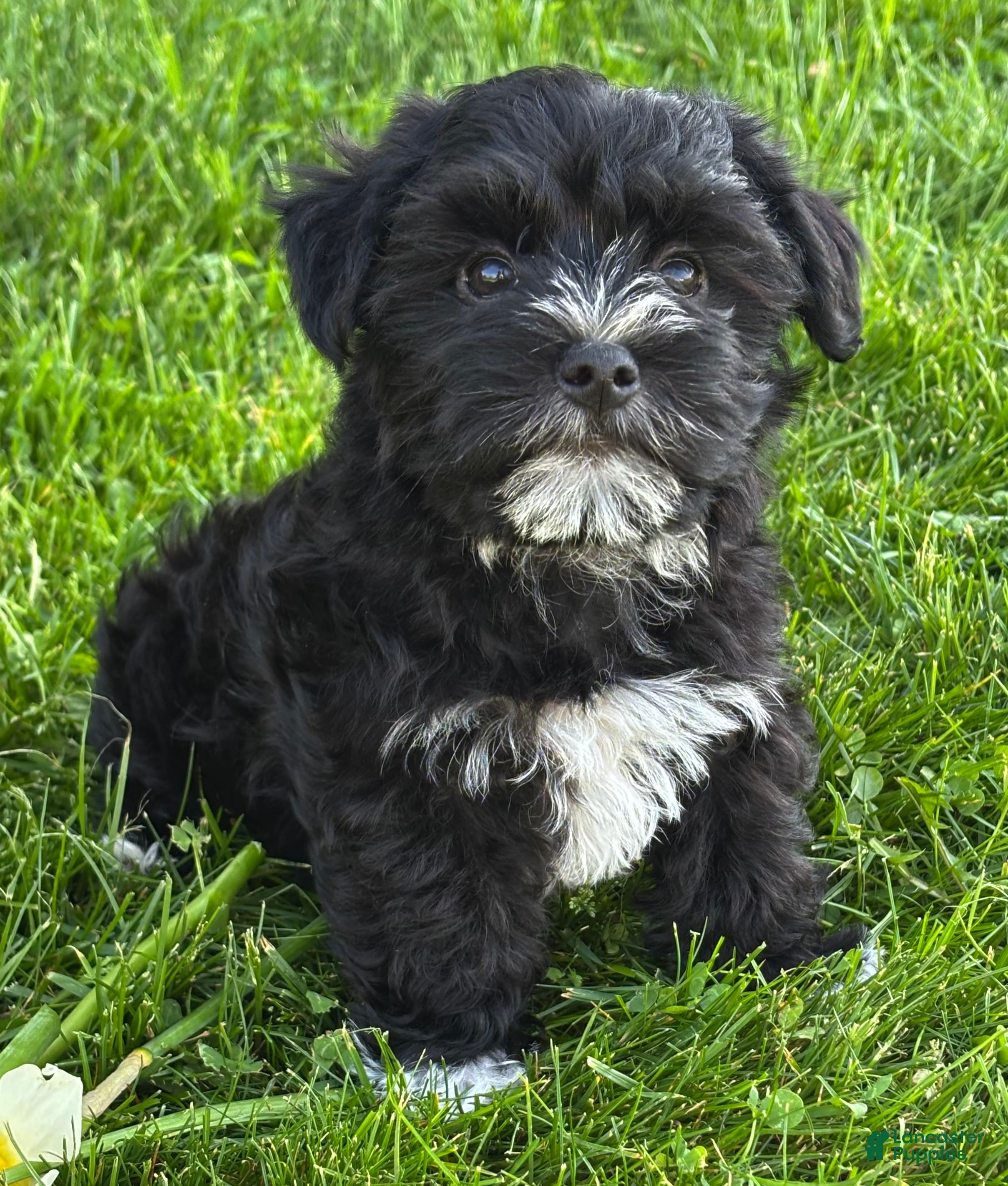 Morkie dogs Jax - Ad 2