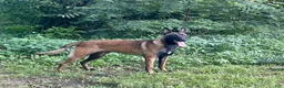Belgian Malinois dogs for sale: Belgian Malinois 2 - Ad 3