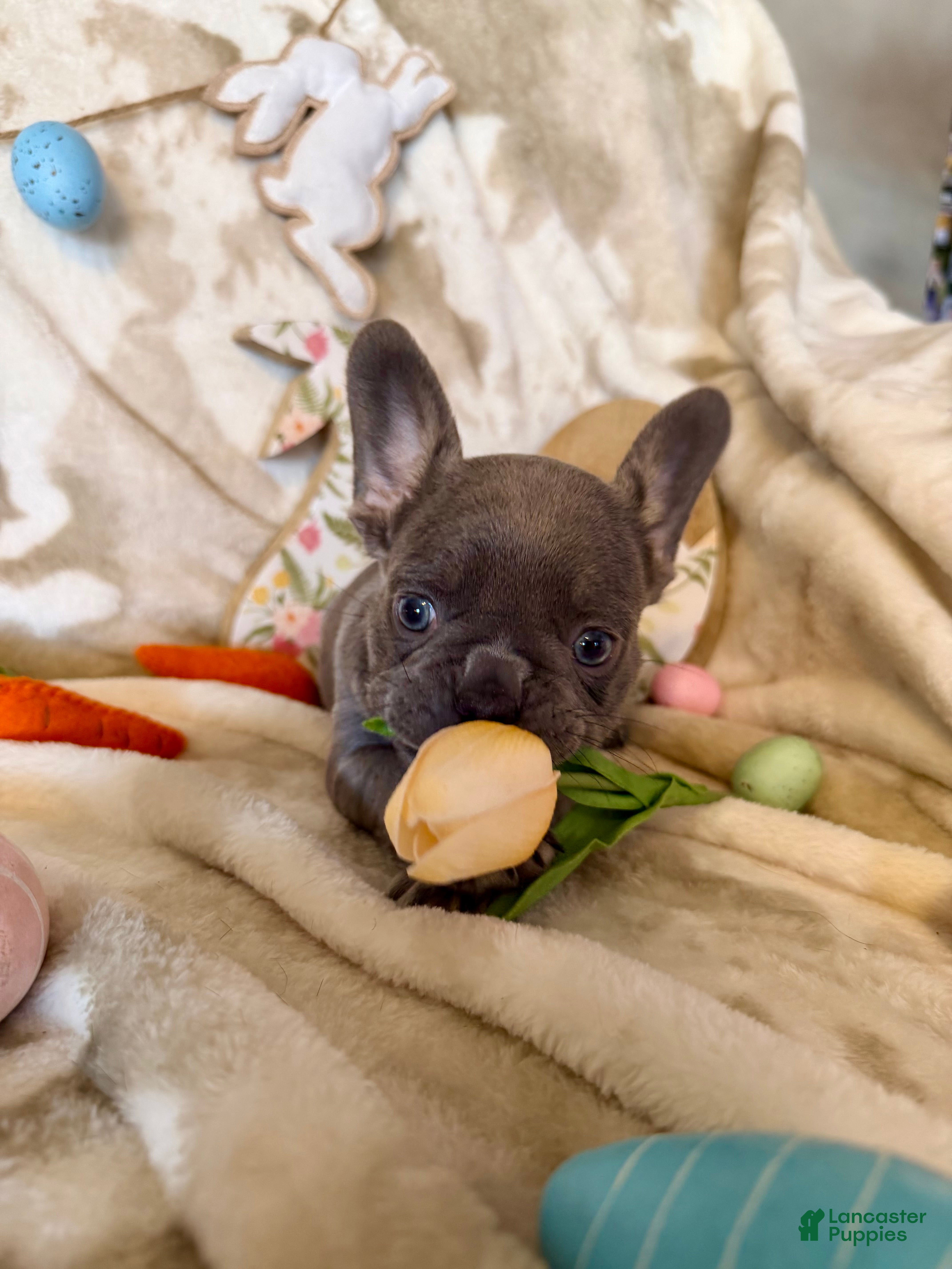 French Bulldog dogs French Bulldog Puppy 2 - Ad 2