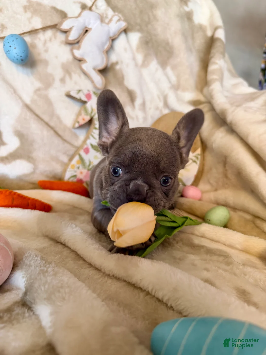 French Bulldog dogs for sale: French Bulldog Puppy 2 - Ad 2
