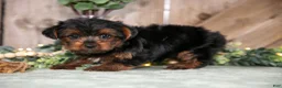 Yorkshire Terrier dogs for sale: Willow - Ad 1