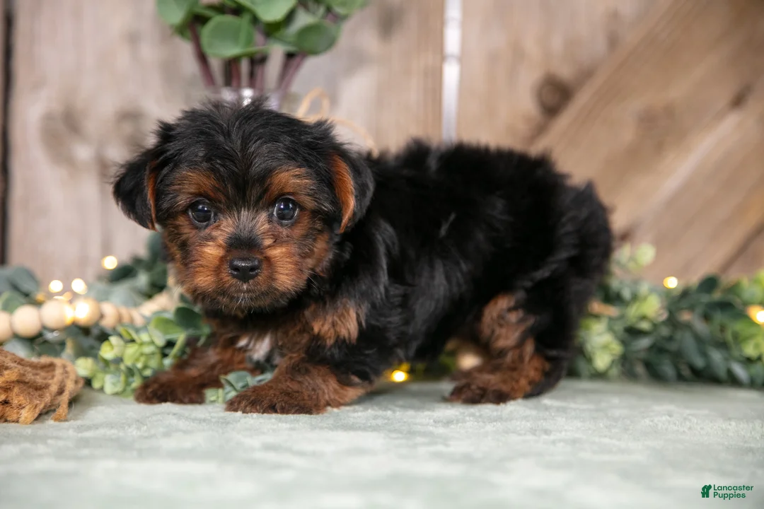 Yorkshire Terrier dogs for sale: Willow - Ad 1