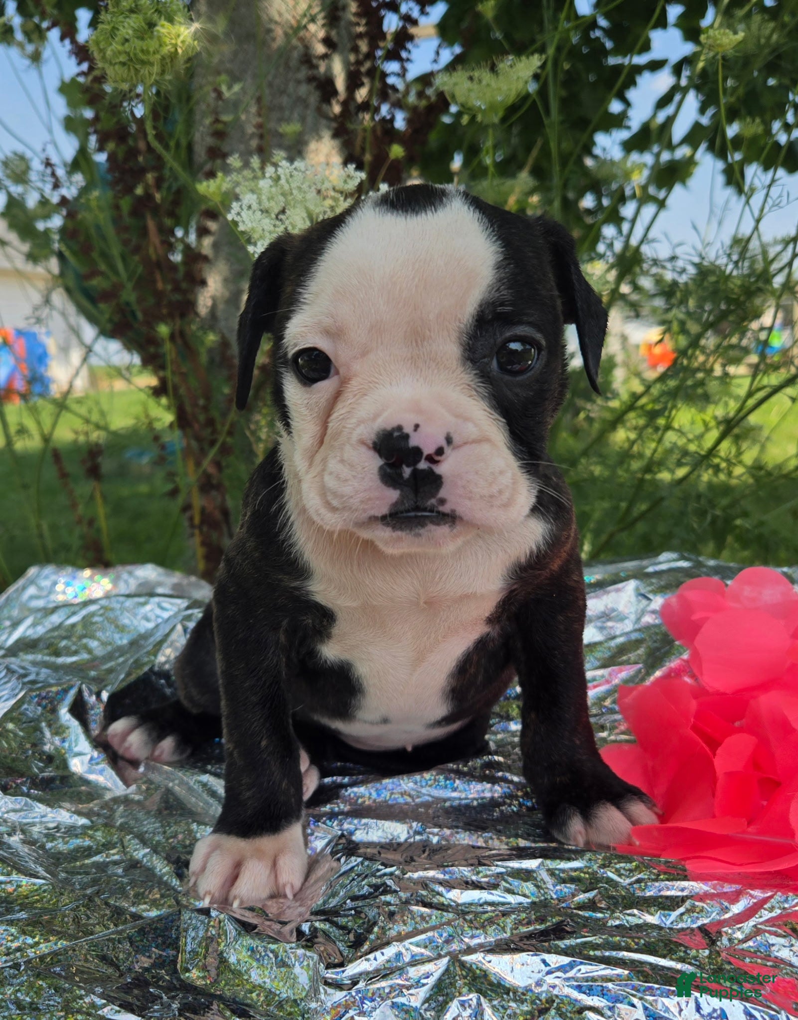 Olde English Bulldogge dogs Margaret - Ad 2